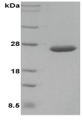 DsbC (E. coli), (recombinant) SDS-PAGE