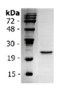 IL-33 (human) (homeodomain-like helix-turn-helix), (recombinant) (His-tag) SDS-PAGE