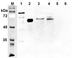 DLL1 (human) polyclonal antibody Western blot