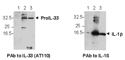 IL-33 polyclonal antibody (AT110) Western blot