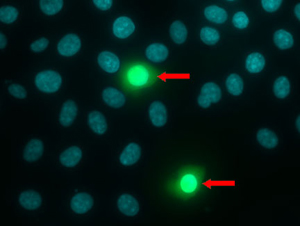 NUCLEAR-ID&reg; Blue/Green cell viability reagent image