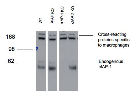 c-IAP1 monoclonal antibody (1E1-1-10) Western blot