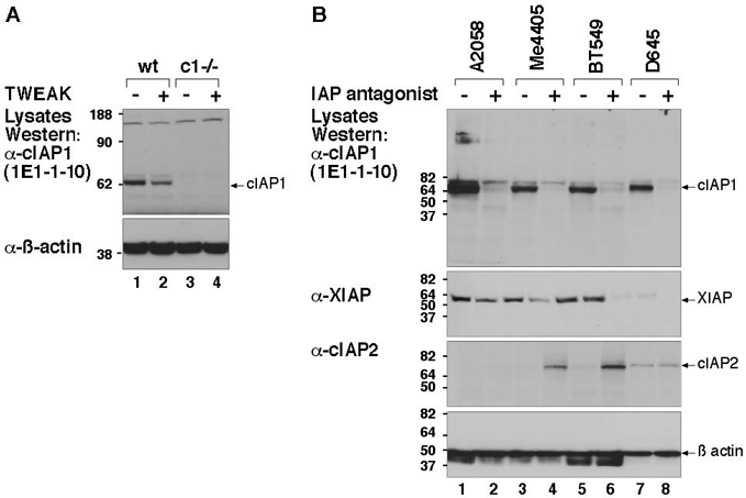 c-IAP1 monoclonal antibody (1E1-1-10) WB