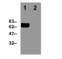 Perforin (mouse) monoclonal antibody (CB5.4) image