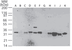 Caspase-3 monoclonal antibody (31A1067) Western blot