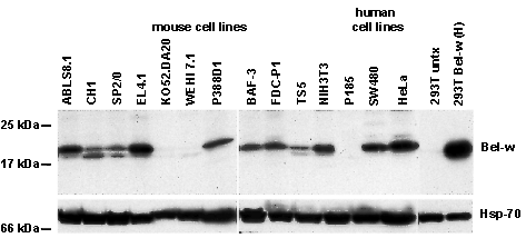 Bcl-w monoclonal antibody (13F9) Western blot