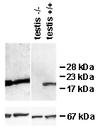 Bcl-w monoclonal antibody (16H12) Western blot