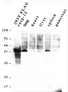 Caspase-12 (mouse) monoclonal antibody (12G6) Western blot