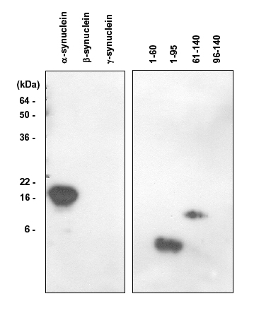 &alpha;-Synuclein (human) monoclonal antibody (5C2) Western blot