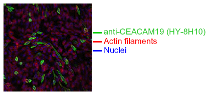 CEACAM19 (human) monoclonal antibody (HY-8H10) Confocal microscopy