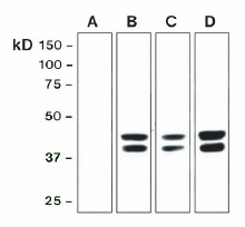 ERK1/2 (phosphorylated) clonal antibody (G15-B) Western blot