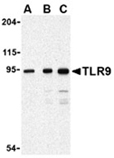 TLR9 polyclonal antibody Western blot