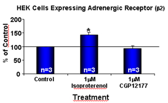Adrenergic receptor &beta;2 polyclonal antibody Cellular ELISA