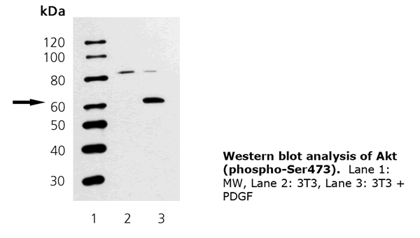 [pSer473]Akt polyclonal antibody WB