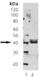 Septin 5/Cdcrel-1 monoclonal antibody (SP18) Western blot