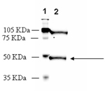 Dopamine receptor D1 polyclonal antibody Western blot