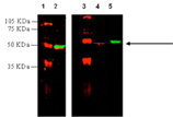 Angiotensin II receptor AT2 polyclonal antibody (DY-682 conjugate) Western blot