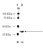 Neurotensin 1 receptor (NTS1) polyclonal antibody Western blot