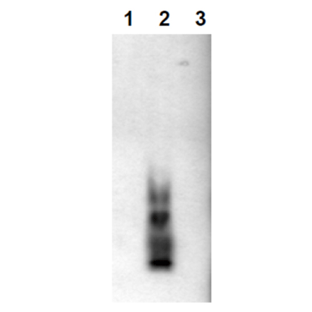 Amyloid &beta; A4 (CT, 1-42) monoclonal antibody (8G7) Western blot
