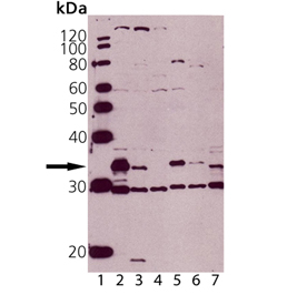 Caspase-3 polyclonal antibody Western blot