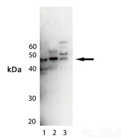 MEK5 polyclonal antibody Western blot