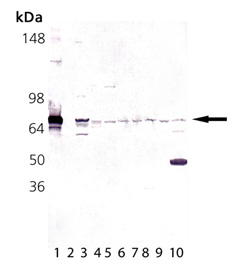 HSP70 (fish) polyclonal antibody Western blot