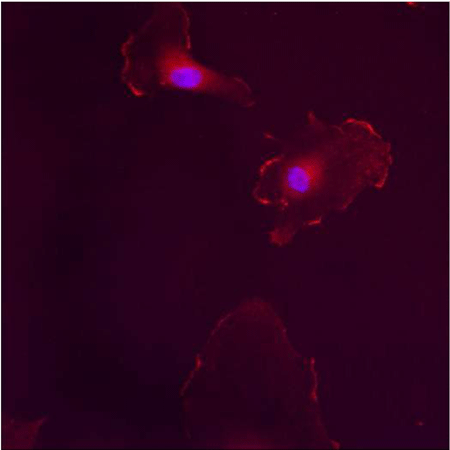 Estrogen receptor &beta; polyclonal antibody Immunofluorescence