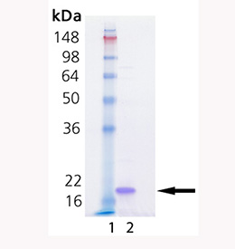 IL-33 (mouse), (recombinant) SDS-PAGE