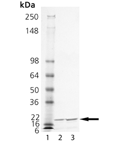 MMP-1 (catalytic domain) (human), (recombinant) SDS-PAGE