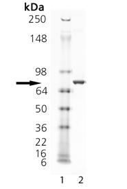 Proteasome 19S Rpn10/S5a subunit (human), (recombinant) (GST-tag) SDS-PAGE