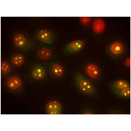 TOTAL-NUCLEAR-ID&reg; green/red nucleolar/nuclear detection kit  Immunofluorescence