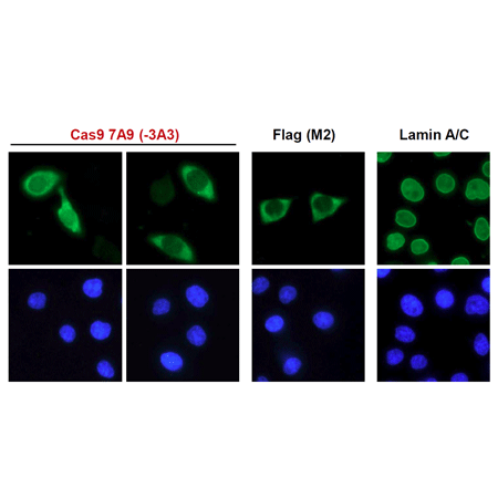 Cas9 monoclonal antibody (7A9) Immunofluorescence