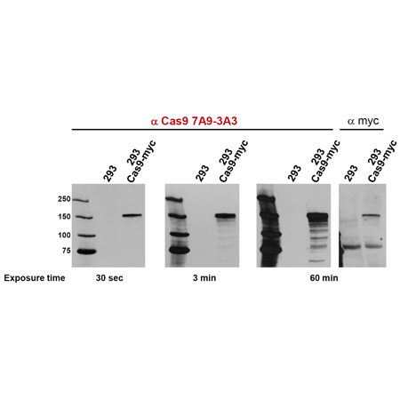 Cas9 monoclonal antibody (7A9) Western blot