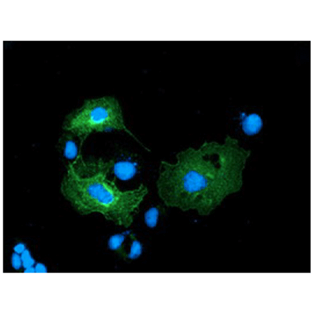 ERGIC-53 monoclonal antibody (OTI1A8) Immunofluorescence