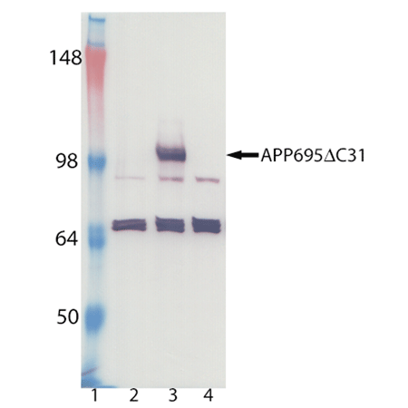 APP &Delta;C31 polyclonal antibody Western blot