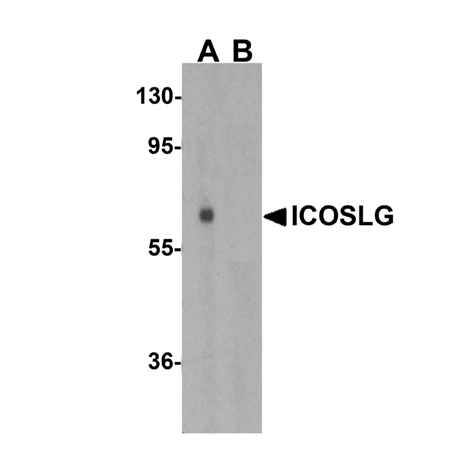 ICOSLG polyclonal antibody WB