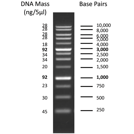 AMPIGENE&reg; DNA Ladder 250-10,000 bp Gel