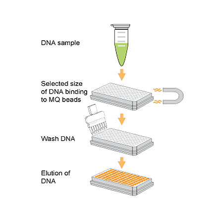 AMPINEXT DNA Size Selection Kit Schematic