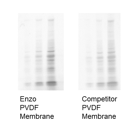 PVDF Transfer Membrane PVDF Comparison