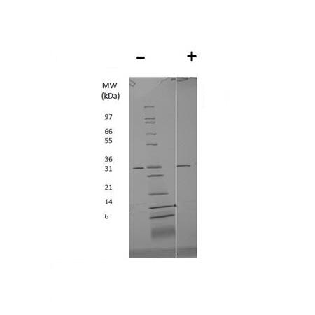 APO-E3 (human), (recombinant) SDS-PAGE