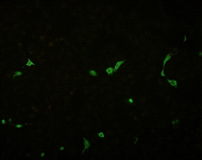 Influenza A virus monoclonal antibody (5D8) image
