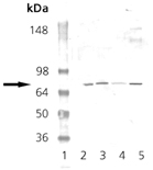 PKG polyclonal antibody Western blot