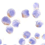 Stat1 &alpha; polyclonal antibody Immunocytochemistry