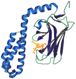 HSP70/HSP72 monoclonal antibody (C92F3A-5) Structure