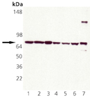 HSC70/HSP73 polyclonal antibody Western blot