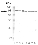 HSP90 monoclonal antibody (16F1) Western blot