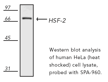 HSF2 monoclonal antibody (3E2) Western blot