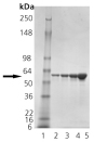 GroEL (E. coli), (recombinant) SDS-PAGE