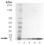 GroES (E. coli), (recombinant) SDS-PAGE
