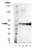 DnaK (E. coli), (recombinant) Western blot